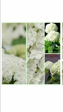 Schneeballhortensie~Hortensie