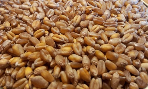 Bio gelbmehlweizen direkt - bio, vom