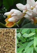 2 "Zimt"-Palmen schnellwüchsige exotische Pflanzen im für den Garten