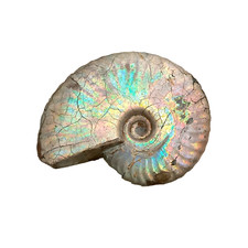 Orig. Perlmuttschale