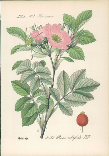 Chromolithographie - ,