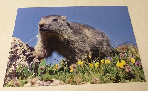 Junges murmeltier marmot tier - junges,