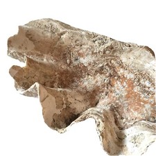 Fossile Riesenmuschel Tridacna