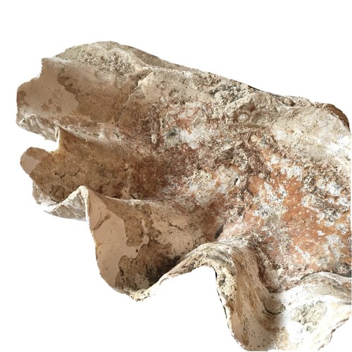 Fossile riesenmuschel tridacna - fossile,