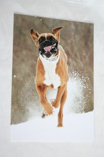 Hunde postkarte von poster xxl - postkarte,