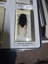 Mini Biester In Acryl Schwarze