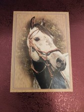 Pferdepostkarte Araber Schimmel AK Pferd aus Tschechien 