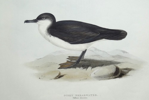 Antiker vogeldruck dusky - antiker,