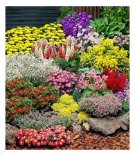 Großer Staudengarten Stauden-Sortiment Staudenbeet 12 Pflanzen