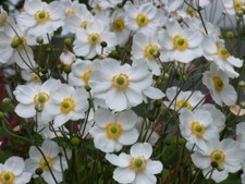 Staude Herbst Anemone japonica Honorine Jobert 9x9 cm Topf