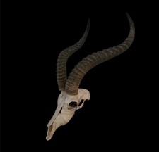 Grasantilope Trophäe Antilope