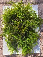 Grünes Quellmoos Teichmoos Gartenteich oder Aquarium Wasserpflanzen Deko Moos