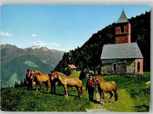 38249226 hafling haflinger - 38249226, haflinger-