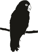 Papagei16 7Wandattoo Auto 1