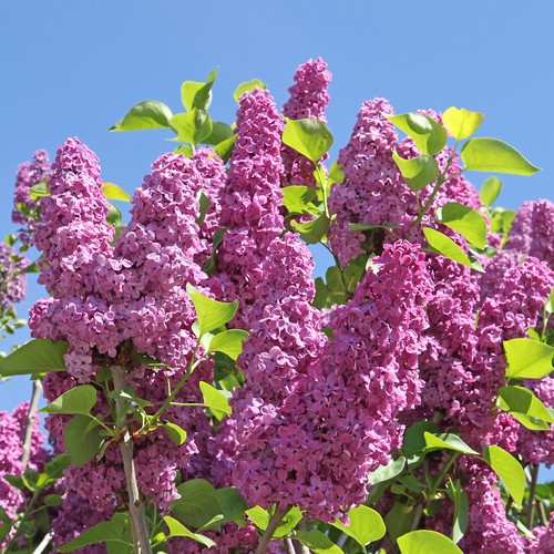 Gewöhnliche flieder syringa - flieder,