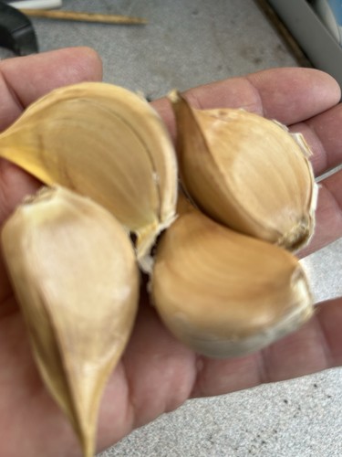 Elefantenknoblauch stück - 10,