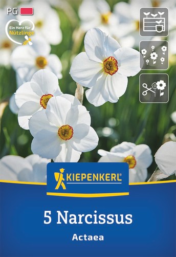 Kiepenkerl dichternarzisse - kiepenkerl,