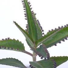 Kalanchoe Brutblatt