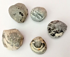 Fossilien versteinerte