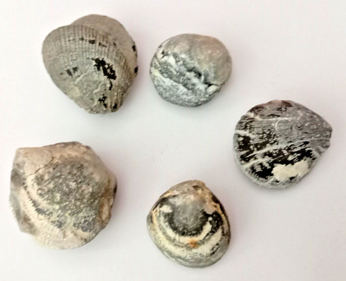 Fossilien versteinerte