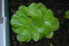 Fleischfressende Pflanze, das