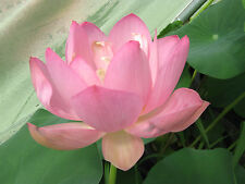 Indische Lotusblume  ROSA  25 Samen  Nelumbo nucifera  Teichpflanze Lotosblume