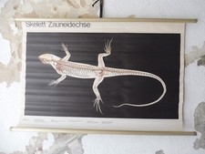 alte Rollkarte Schulwandtafel Schulkarte Skelett Zauneidechse 102x66cm