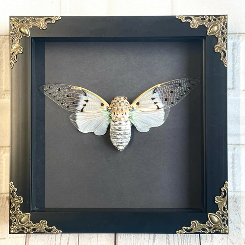 White ghost cicada - white,
