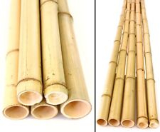 Bambusrohr Moso 100cm gelb Durch. 4,8 bis 6cm, gebleicht von bambussi