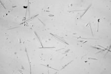 Kieselalgen Objektträger, RI Firth, Cuba Strew, Amphipleura lindheimeri.