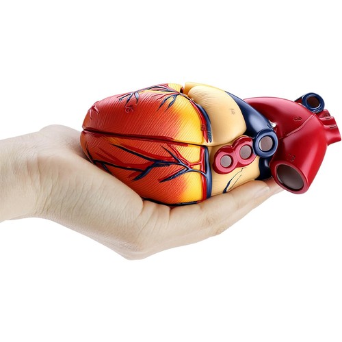Anatomie modell herz des - anatomie,