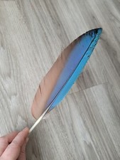 29 cm blaue ? Papageienfeder Vogelfeder Feder Ara Schreibfeder Linkshänder