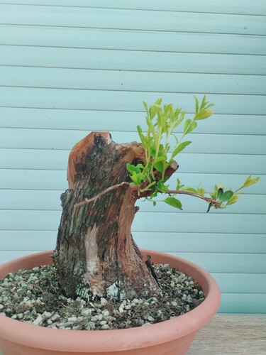 Bonsai arbutus unedo - arbutus,