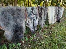 Echte Nordschnucken Schaffelle