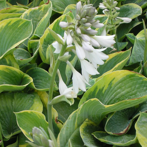 Blaue gelbrand funkie hosta - -,