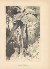 Wilhelm Kuhnert Urwald