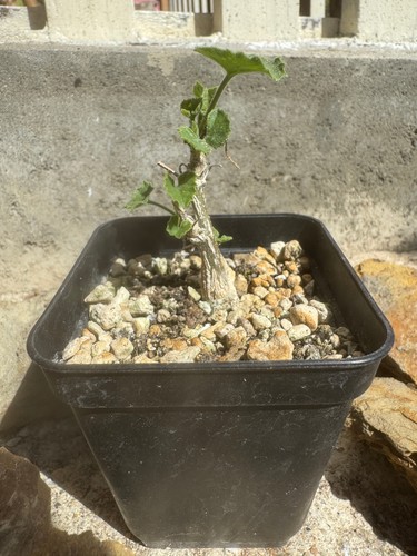 Corallocarpus welwitschii