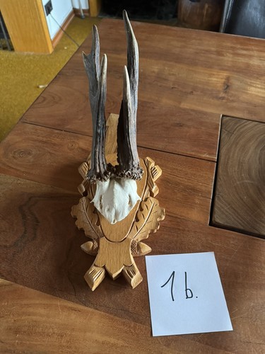 Gigantisches reh bock rehbock - gigantisches,