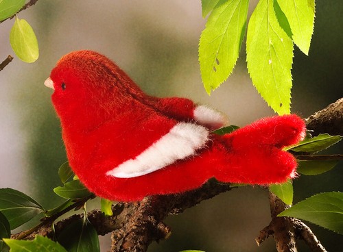 Roter kanarienvogel von kosen - kanarienvogel,