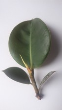Ableger vom Gummibaum Ficus elasticus