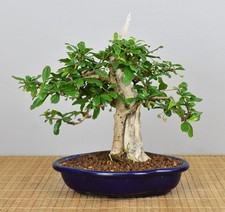 Bonsai Indoor, Fukientee
