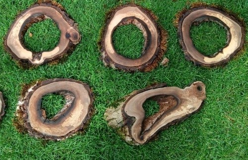 Hohle nussbaum baumscheibe - hohle,