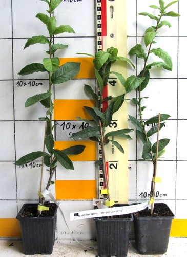 Mespilus germanica mispel von - mespilus,