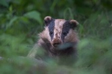 Poster Dachs 60x40cm Leinwand