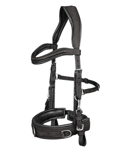 Lederkappzaum anatomic - , in