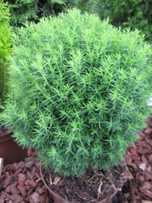 Thuja occidentalis Teddy -