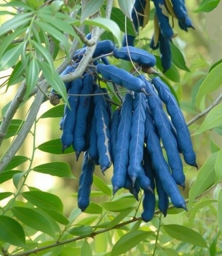 Winterharte blaugurke - winterharte,