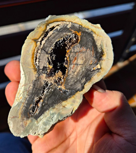 Versteinertes holz geode - versteinertes,