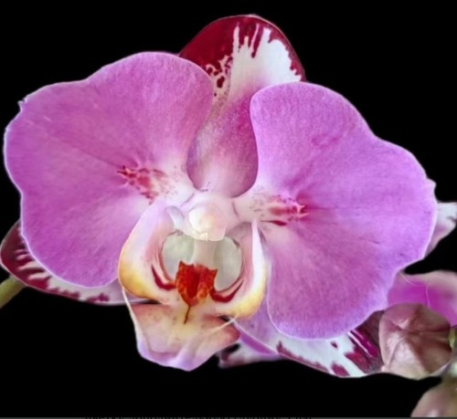 Orchidee phalaenopsis phal - orchidee,