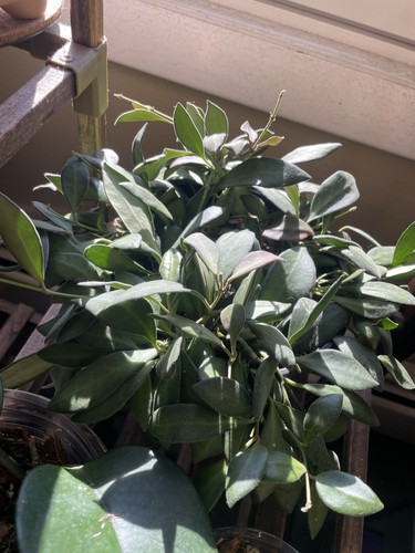 Hoya burtoniae unrooted - hoya,